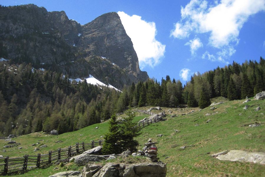 Paisaje alpino de montaña con abetos, rocas y una valla de madera en las 3 Zinnen Dolomites