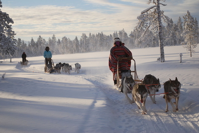 Hundeschlittenrennen mit Husky-Gespann in Frauenwald